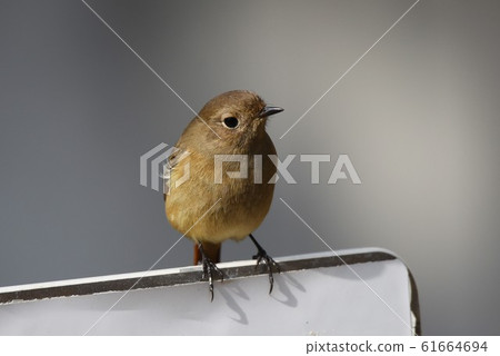 A female of Giubitaki A female of Giubitaki 61664694
