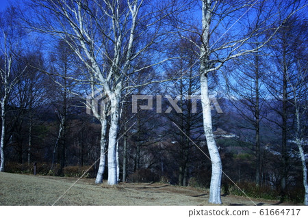 White birch 61664717