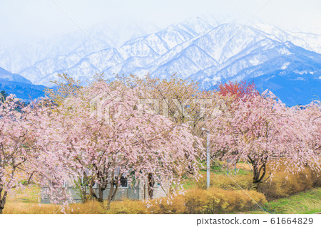 Cherry blossom trees or sakura  in the town of 61664829