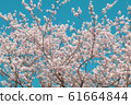 Beautiful cherry blossom sakura in spring time 61664844