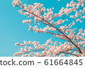 Beautiful cherry blossom sakura in spring time 61664845