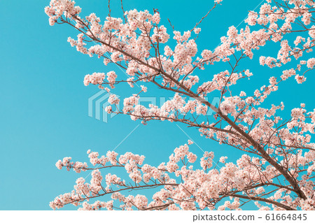 Beautiful cherry blossom sakura in spring time Beautiful cherry blossom sakura in spring time 61664845