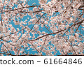 Beautiful cherry blossom sakura in spring time 61664846