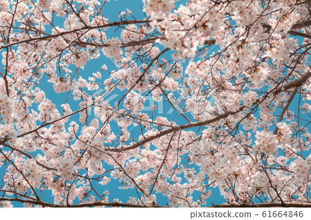 Beautiful cherry blossom sakura in spring time 61664846