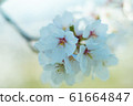 Beautiful cherry blossom sakura in spring time  in 61664847