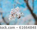 Beautiful cherry blossom sakura in spring time  in 61664848