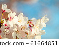 Beautiful cherry blossom or sakura in spring time 61664851