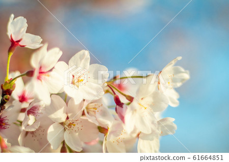 Beautiful cherry blossom or sakura in spring time 61664851