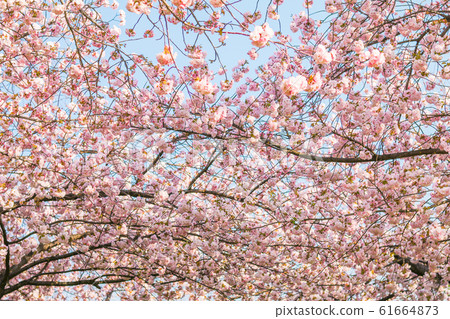 Beautiful cherry blossom trees or sakura blooming  61664873