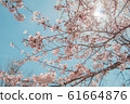 Beautiful cherry blossom or sakura in spring time 61664876