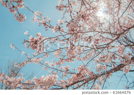Beautiful cherry blossom or sakura in spring time 61664876