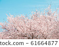 Beautiful cherry blossom or sakura in spring time 61664877