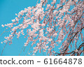 Beautiful cherry blossom or sakura in spring time 61664878