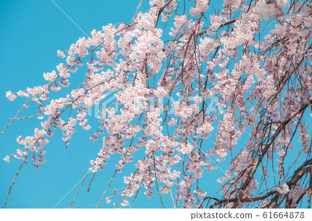 Beautiful cherry blossom or sakura in spring time 61664878