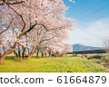 Beautiful cherry blossom or sakura in spring time 61664879