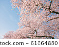 Beautiful cherry blossom or sakura in spring time 61664880