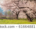 Beautiful cherry blossom or sakura in spring time  61664881