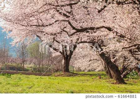 Beautiful cherry blossom or sakura in spring time  61664881