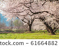 Beautiful cherry blossom or sakura in spring time 61664882