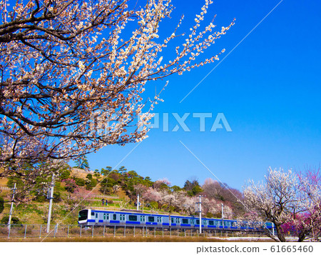 air樂園梅花·常磐線 air樂園梅花·常磐線 61665460