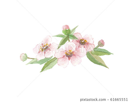 Manuka Goryu Bai 61665551