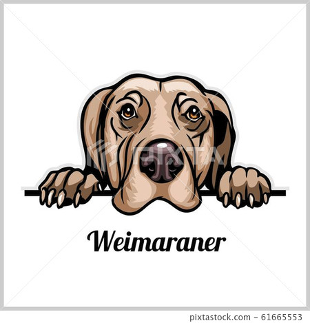Color dog head, Weimaraner breed on white background Color dog head, Weimaraner breed on white background 61665553