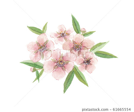 Manuka Goryu Bai 61665554