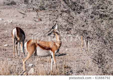Impalas browsing in Etosha 61666792