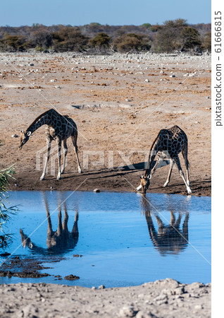 Giraffes in Etosha National Park Giraffes in Etosha National Park 61666815