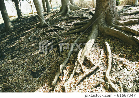 Abstract wood surface Abstract wood surface 61667347