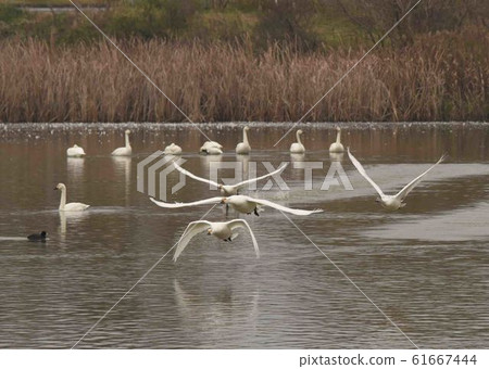 Tundra swan 61667444