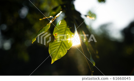 Leaves - textures and details of fresh green 61668045