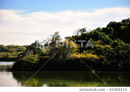 Cormorant mountain breeding ground Cormorant mountain breeding ground 61668214