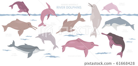 River dolphins set. Marine mammals collection. 61668428