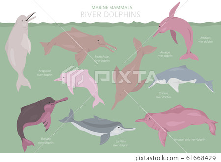 River dolphins set. Marine mammals collection 61668429