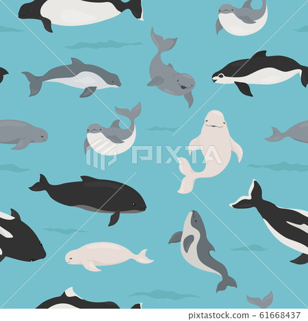 Marine mammals collection. Different porpoises Marine mammals collection. Different porpoises 61668437