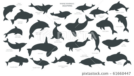 Dolphins silhouettes set. Marine mammals Dolphins silhouettes set. Marine mammals 61668447