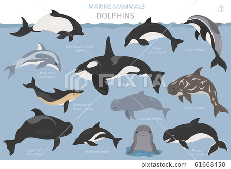 Dolphins set. Marine mammals collection. Cartoon 61668450