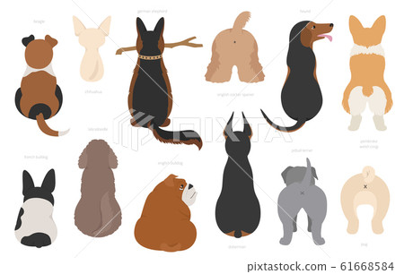 Dogs poses behind. Dog`s butts. Flat design 61668584