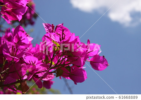 Bougainvillea blooming in Brazil 61668889