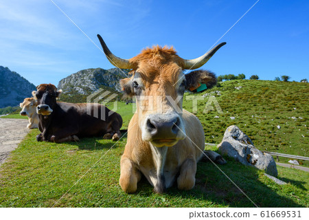 Happy asturian mountain cattle relaxing on green grass at sunny day. Beef cattle breed north Spain. Happy asturian mountain cattle relaxing on green grass at sunny day. Beef cattle breed north Spain. 61669531