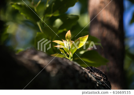 Young Leaf of Cinnamomum camphora tree 61669535