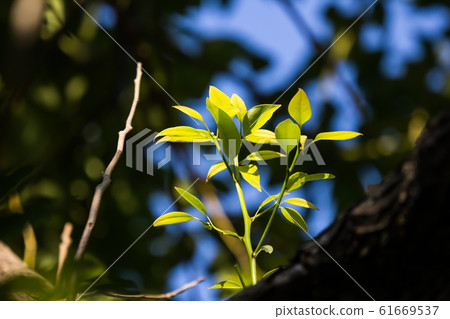 Young Leaf of Cinnamomum camphora tree Young Leaf of Cinnamomum camphora tree 61669537