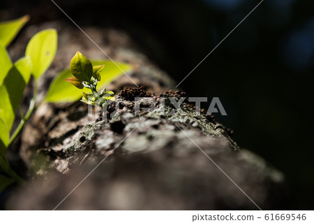Young Leaf of Cinnamomum camphora tree Young Leaf of Cinnamomum camphora tree 61669546