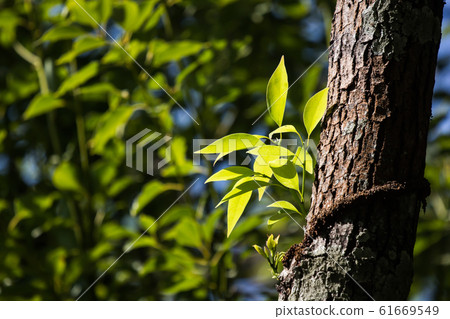 Young Leaf of Cinnamomum camphora tree Young Leaf of Cinnamomum camphora tree 61669549