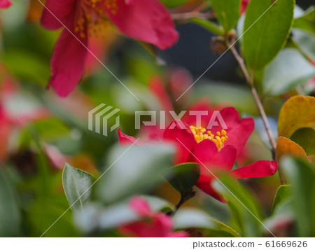 茶梅 茶梅 61669626