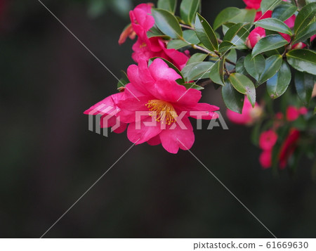 Sasanqua Sasanqua 61669630