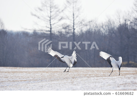 日本鶴飛翔的兩隻鳥 鶴井 北海道 照片素材 圖片 圖庫
