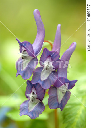 歌唱合唱 61669707