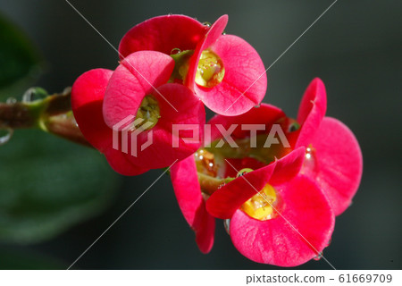 雙層長頸鹿 61669709